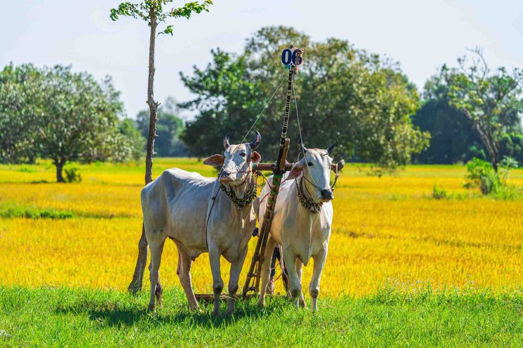 dua bo, dua bo bay nui, an giang, phototour, firstclass, tournhiepanh