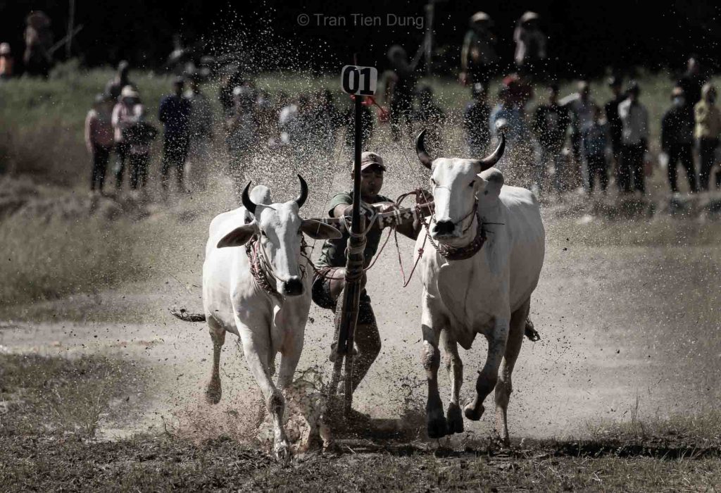 dua bo, dua bo bay nui, an giang, phototour, firstclass, tournhiepanh