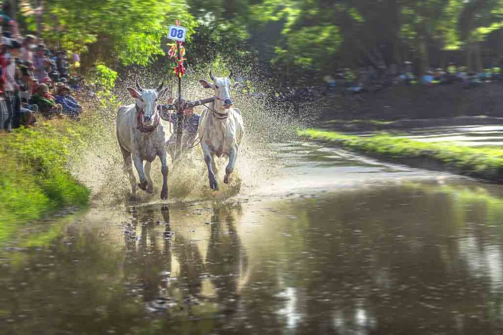 dua bo, dua bo bay nui, an giang, phototour, firstclass, tournhiepanh