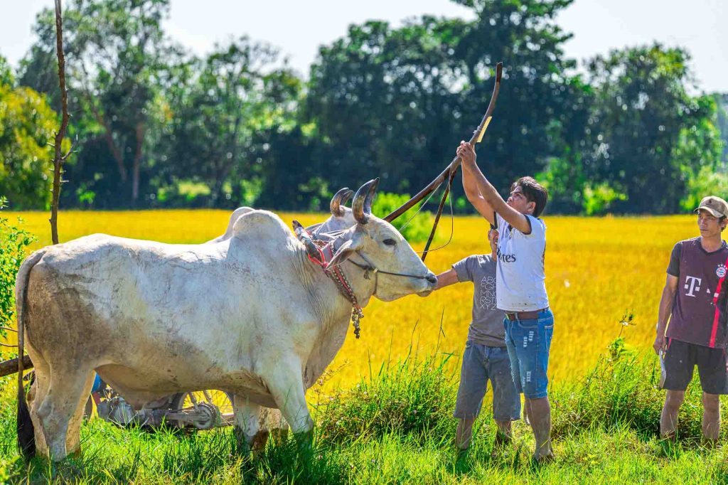 dua bo, dua bo bay nui, an giang, phototour, firstclass, tournhiepanh