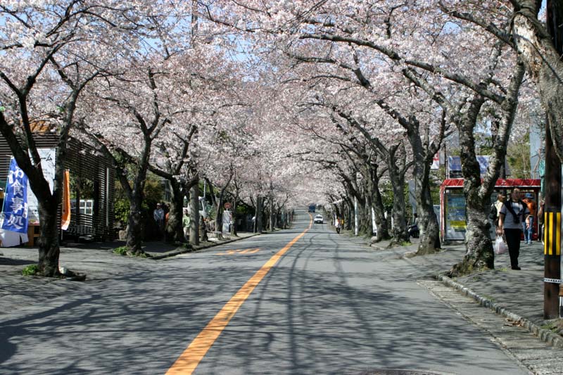 phototour, firstclass, tournhiepanh, nhat ban, japan, hoa anh dao, sakura