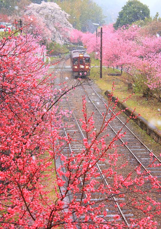 phototour, firstclass, tournhiepanh, nhat ban, japan, hoa anh dao, sakura