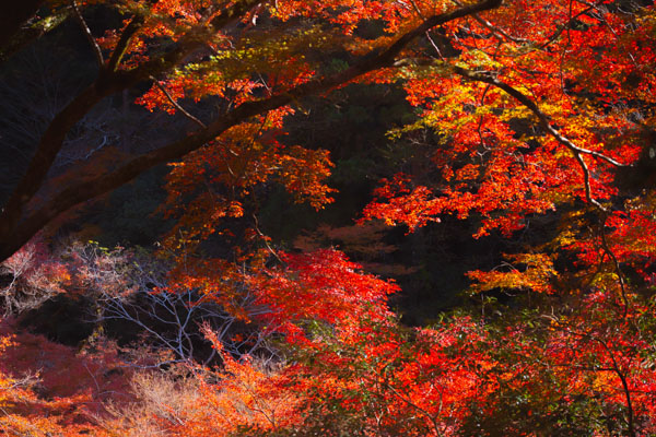 nhat ban, japan, phototour, firstclass, tournhiepanh